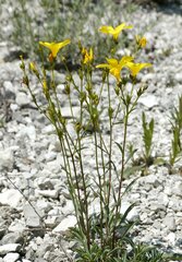 Linum ucranicum