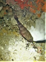 Hypoplectrodes wilsoni