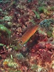 Austrolabrus maculatus