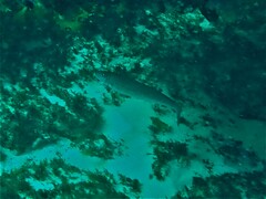 Sillaginodes punctatus