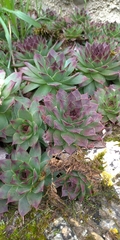 Sempervivum