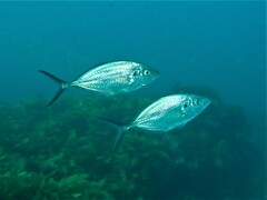 Pseudocaranx georgianus
