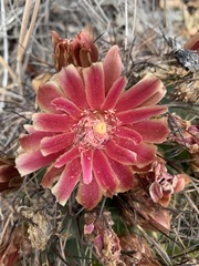 Eriosyce curvispina