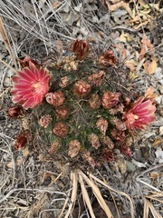 Eriosyce curvispina