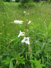 Penstemon digitalis