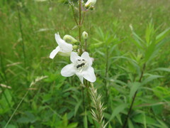 Penstemon digitalis