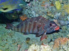 Goniistius rubrolabiatus