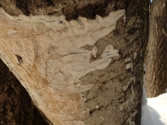 Rigidoporus corticola