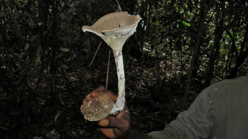 Pleurotus tuber-regium
