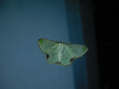 Eucyclodes buprestaria