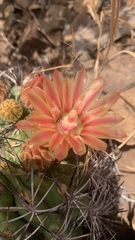 Eriosyce curvispina