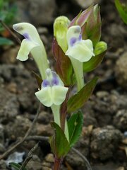 Scutellaria supina