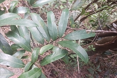 Artocarpus tonkinensis