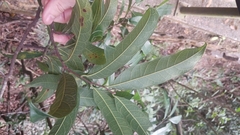 Artocarpus tonkinensis