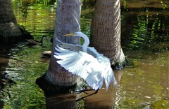 Ardea alba