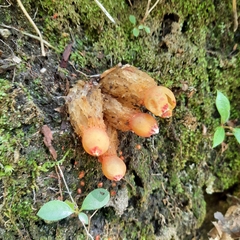 Calostoma