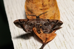 Hypochrosis binexata