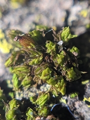 Nyholmiella obtusifolia