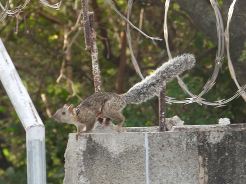 Variegated Squirrel