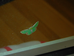 Eucyclodes buprestaria