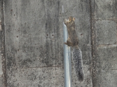 Sciurus variegatoides