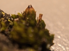 Nyholmiella obtusifolia