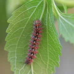 Paracles fusca