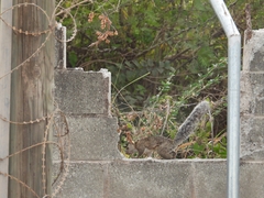 Sciurus variegatoides