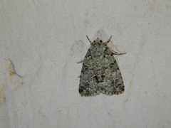 Blenina squamifera