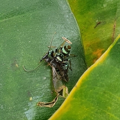 Thiania