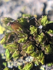Nyholmiella obtusifolia