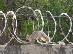 Sciurus variegatoides
