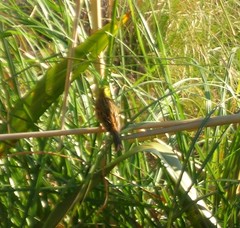 Emberiza citrinella caliginosa