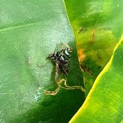 Thiania