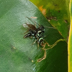 Thiania