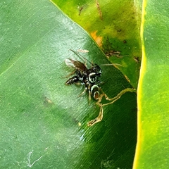 Thiania
