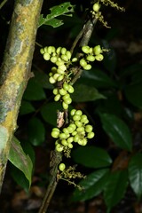 Cissampelos andromorpha