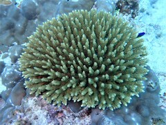 Acropora