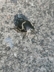 Poecilocoris lewisi