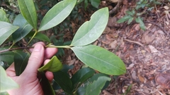 Garcinia oblongifolia