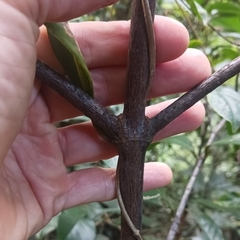 Garcinia oblongifolia