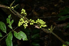 Cissampelos andromorpha