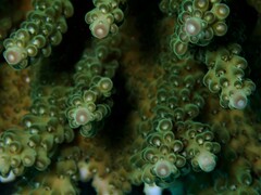 Acropora