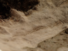 Rigidoporus corticola