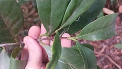 Garcinia oblongifolia