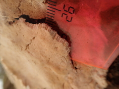 Rigidoporus corticola