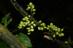 Cissampelos andromorpha