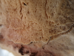 Rigidoporus corticola