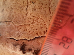Rigidoporus corticola