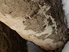 Rigidoporus corticola